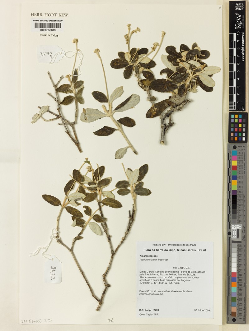 Pfaffia minarum photo 2