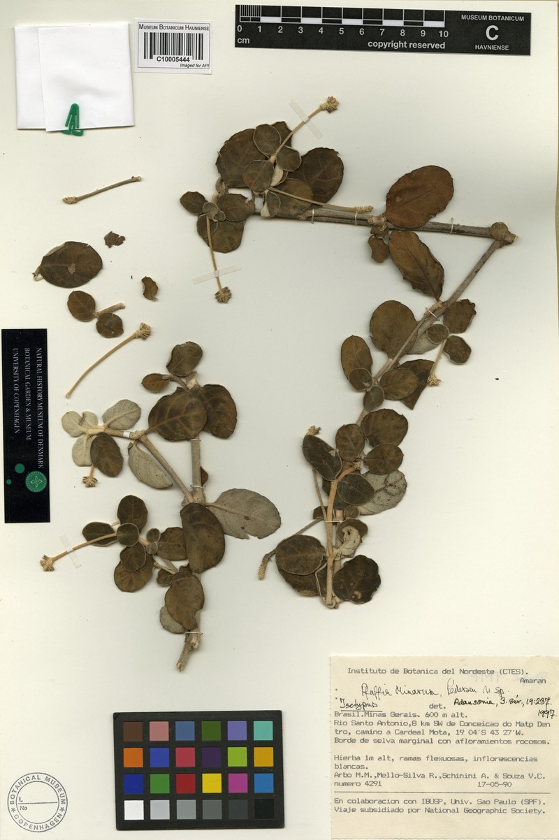 Pfaffia minarum photo 3