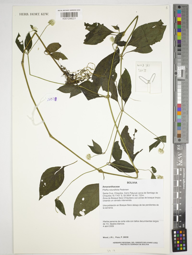 Pfaffia rotundifolia