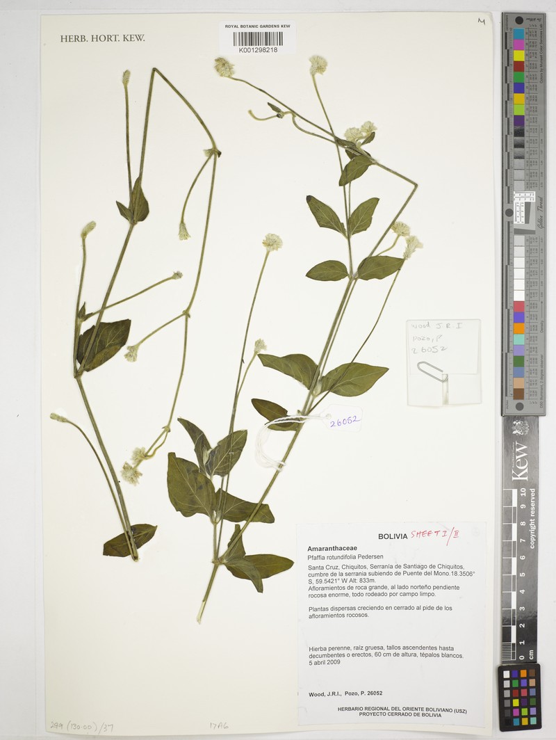 Pfaffia rotundifolia photo 2
