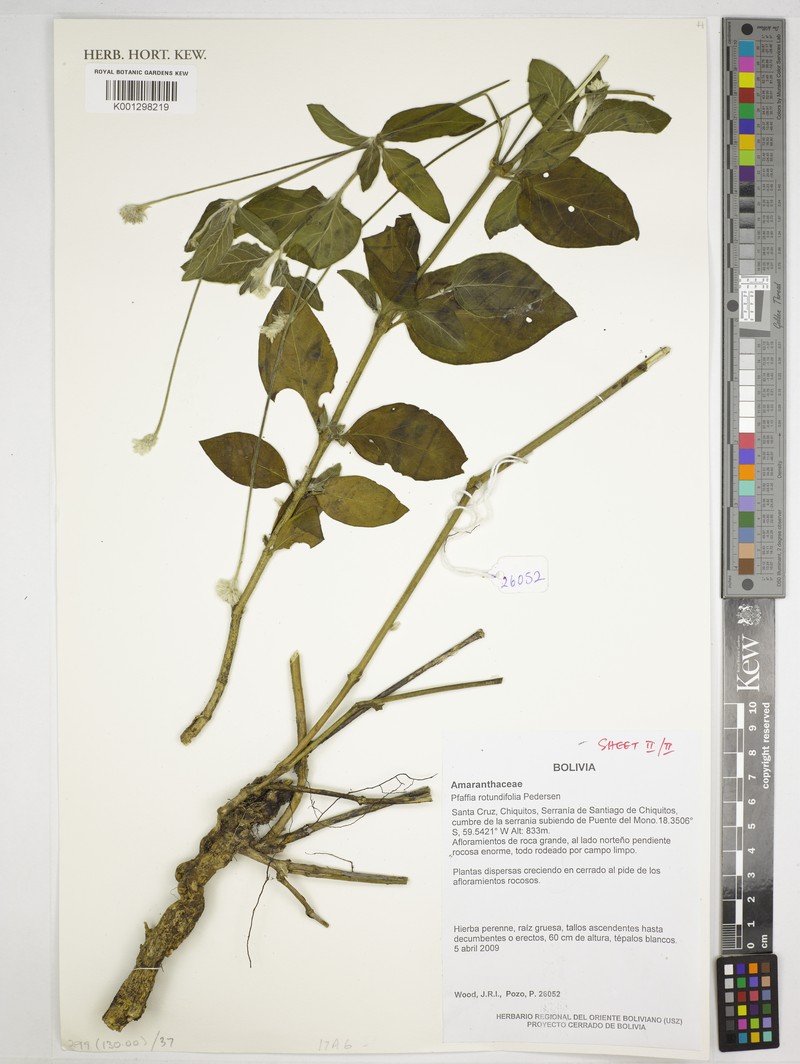 Pfaffia rotundifolia photo 3
