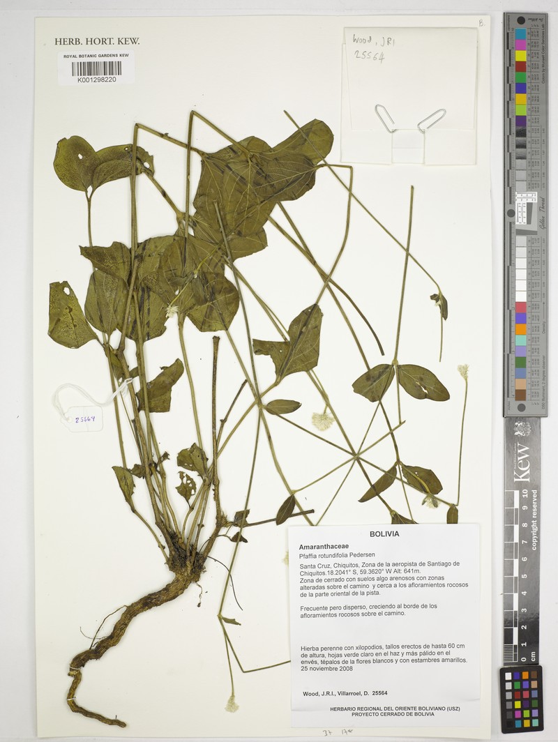 Pfaffia rotundifolia photo 4