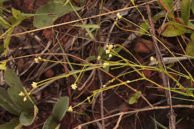 Pfaffia sarcophylla