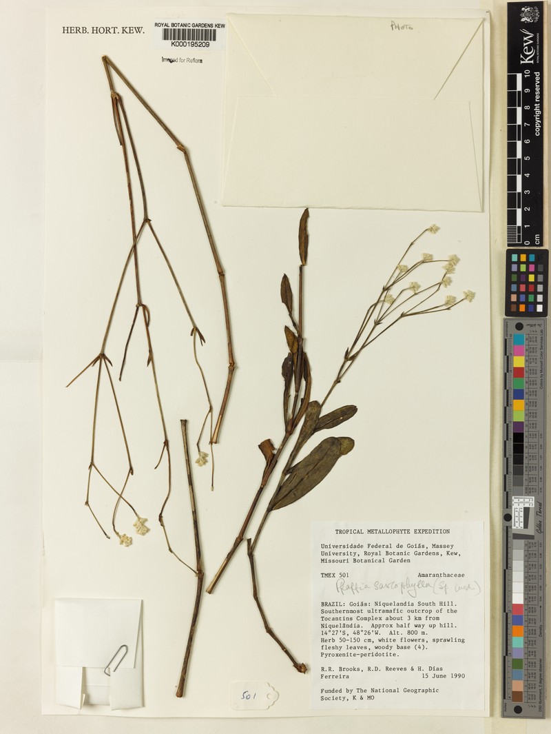 Pfaffia sarcophylla photo 2