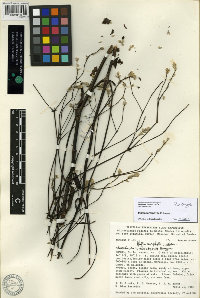 Pfaffia sarcophylla photo 3