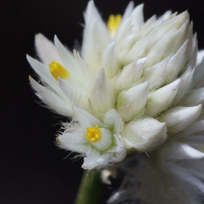 Pfaffia sericantha photo 2