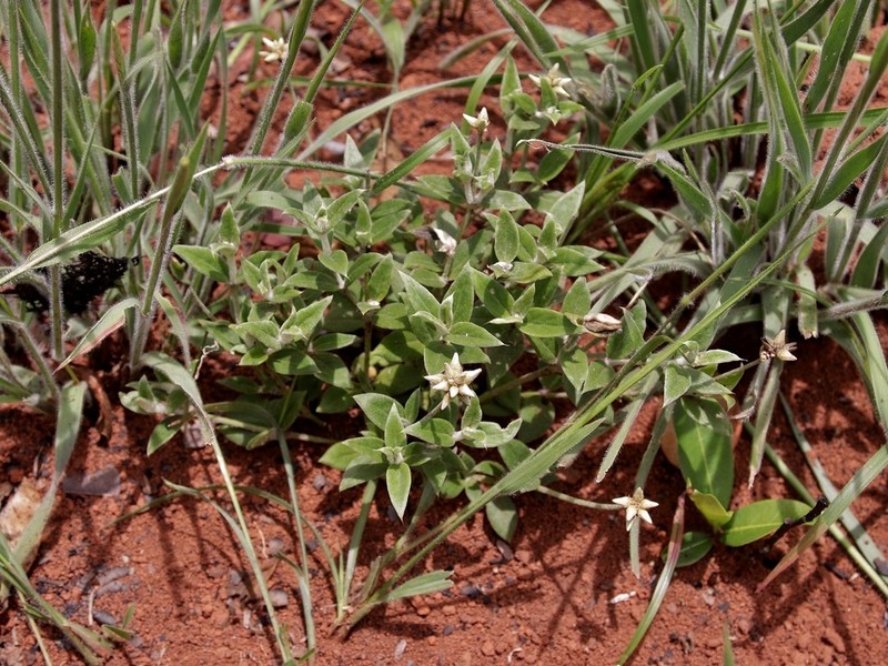 Pfaffia sericantha photo 3