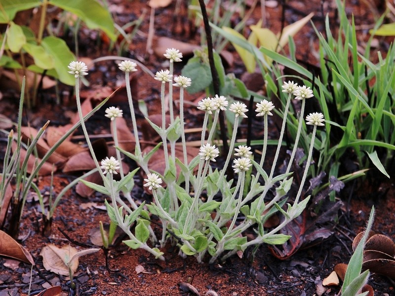 Pfaffia sericantha photo 4
