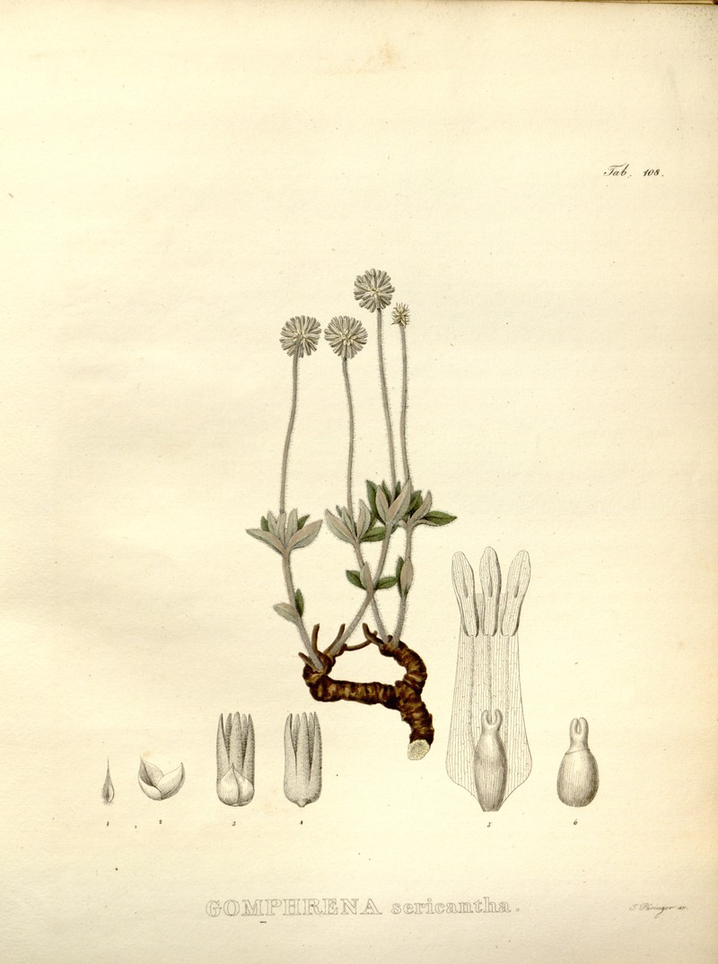 Pfaffia sericantha