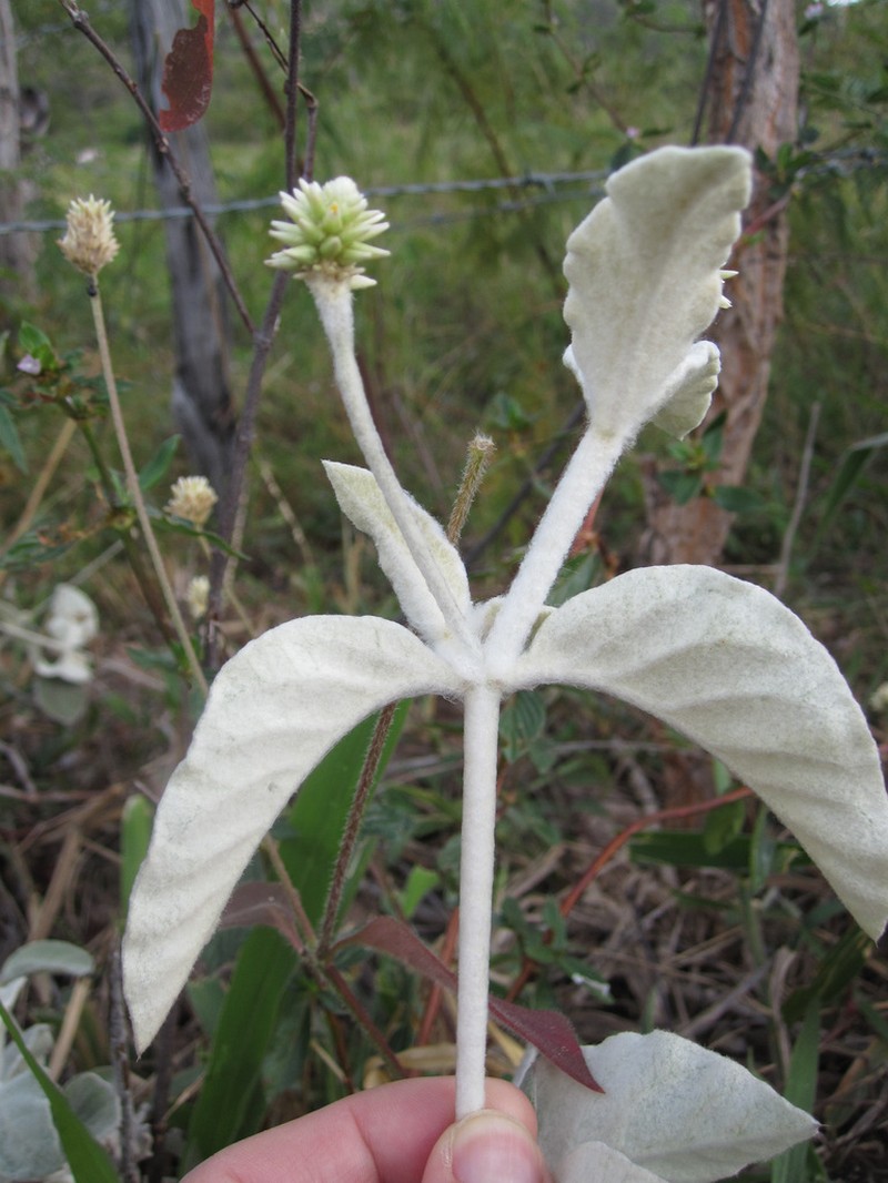 Pfaffia townsendii photo 2