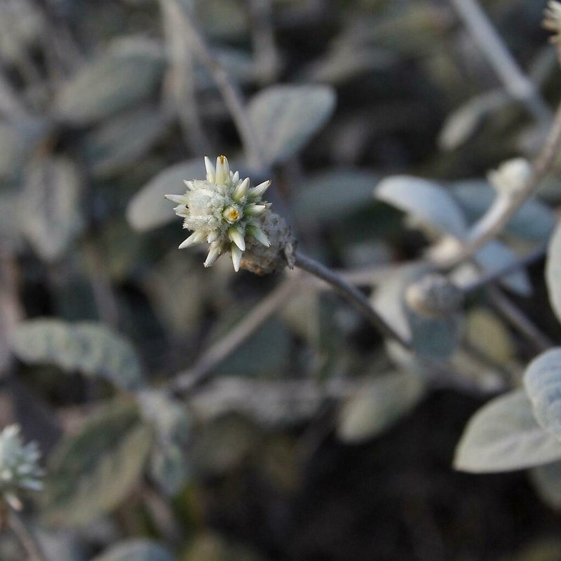Pfaffia townsendii photo 3
