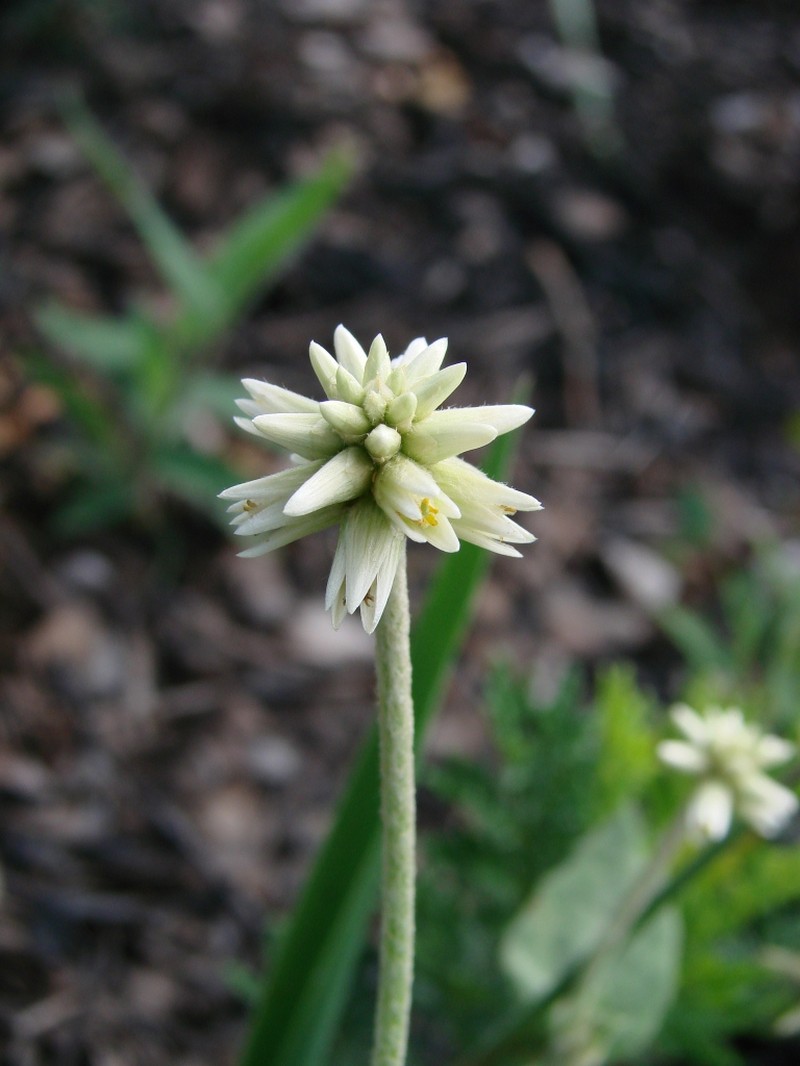 Pfaffia townsendii