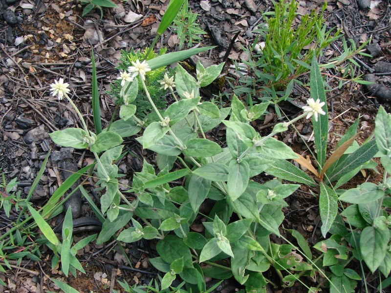 Pfaffia townsendii photo 4
