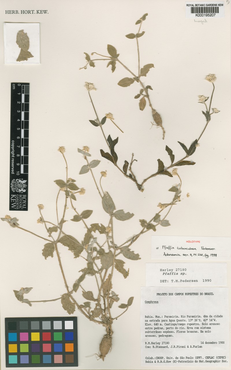 Pfaffia tuberculosa
