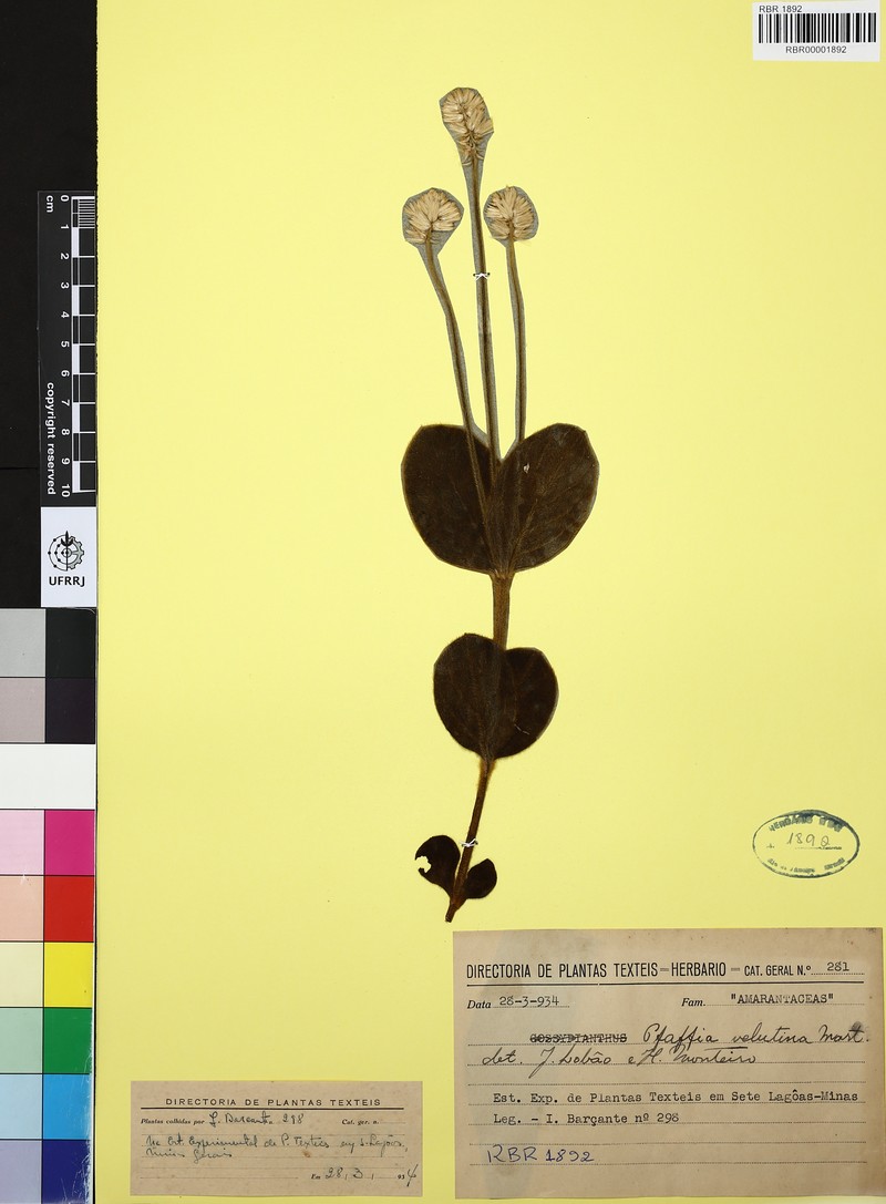 Pfaffia velutina photo 2