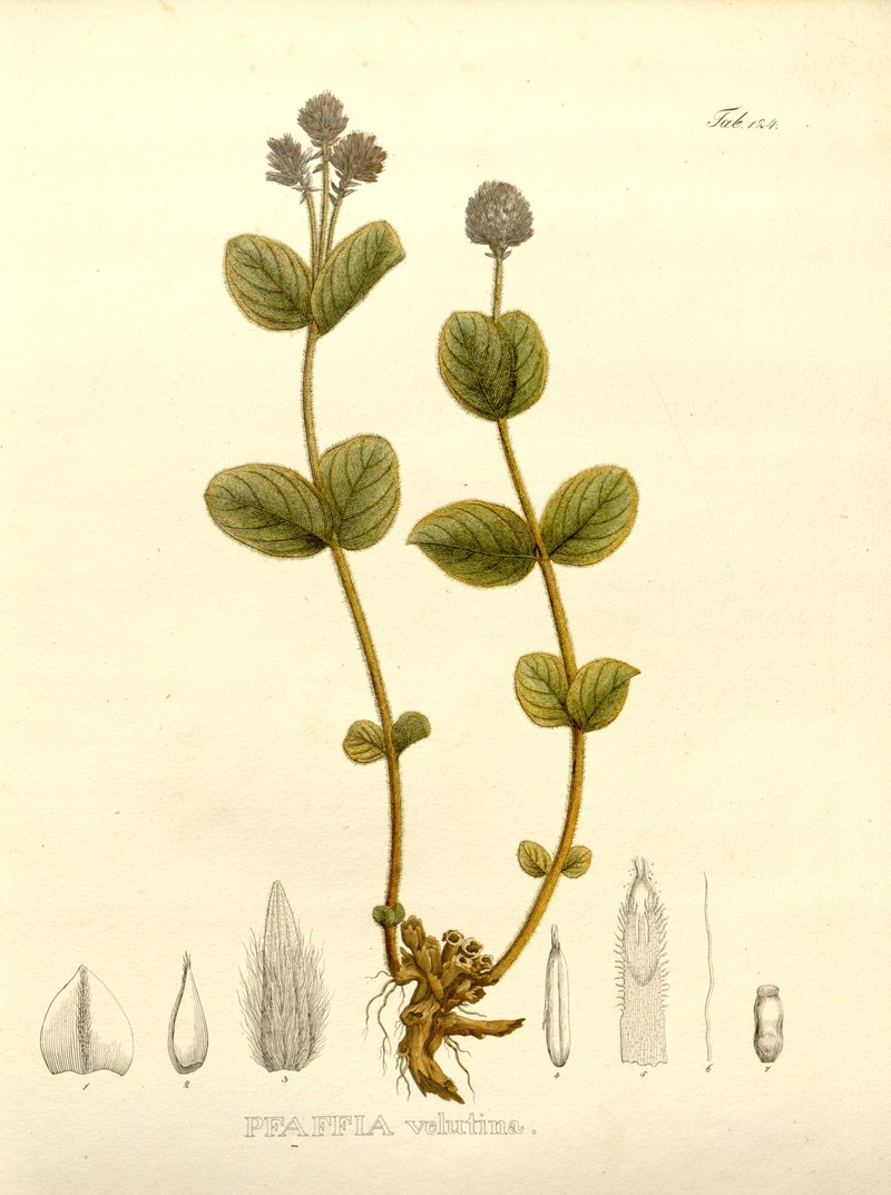 Pfaffia velutina