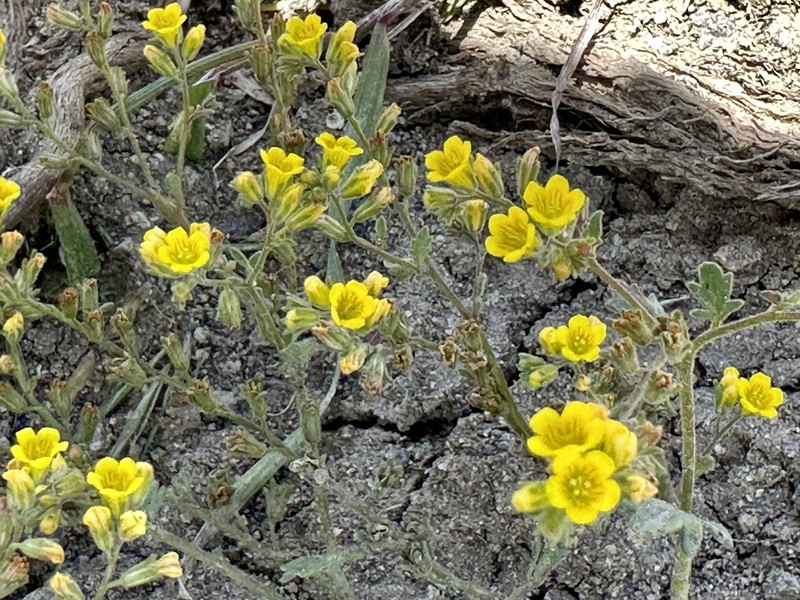 Glandular Yellow Phacelia
