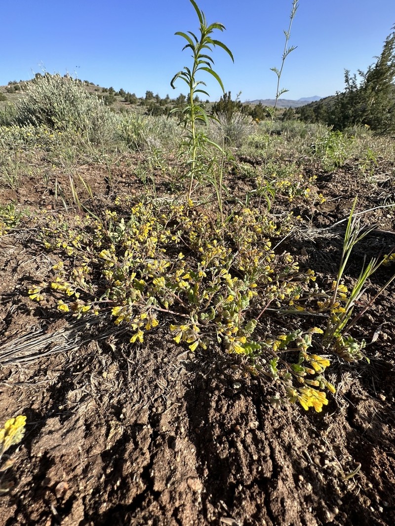 Glandular Yellow Phacelia photo 2