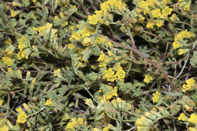 Glandular Yellow Phacelia photo 3