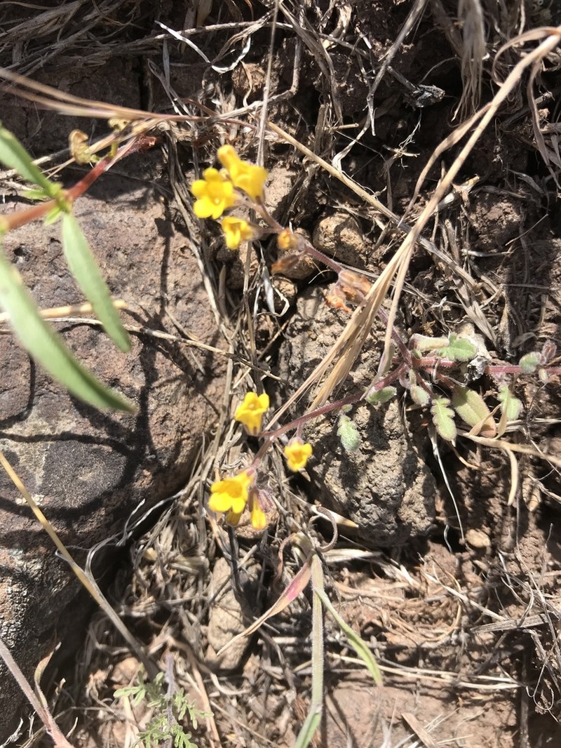 Glandular Yellow Phacelia photo 4