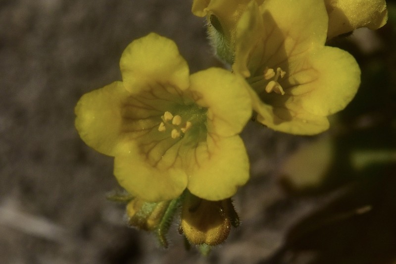 Glandular Yellow Phacelia photo 5