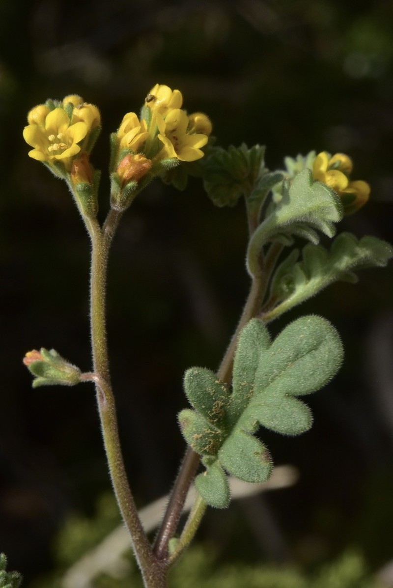 Glandular Yellow Phacelia photo 6