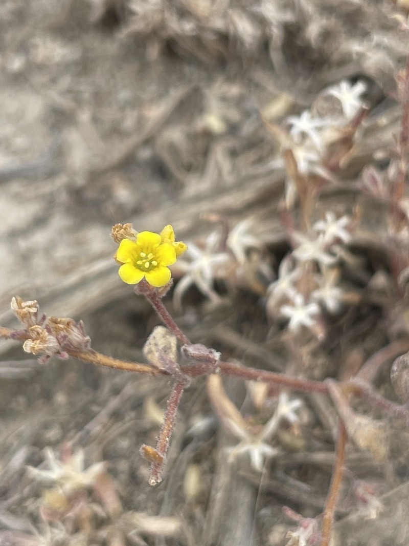 Glandular Yellow Phacelia photo 7