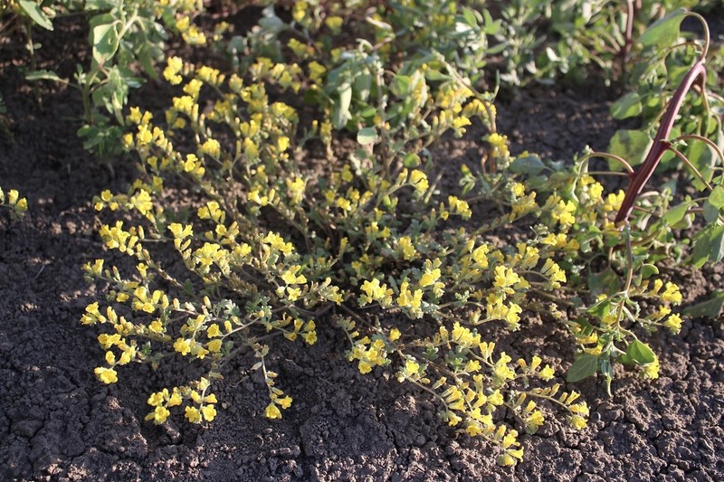 Glandular Yellow Phacelia photo 8