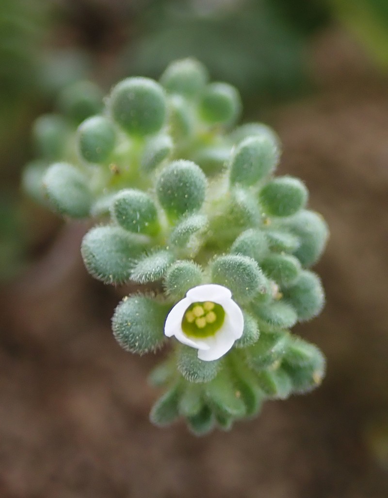 Limestone Phacelia