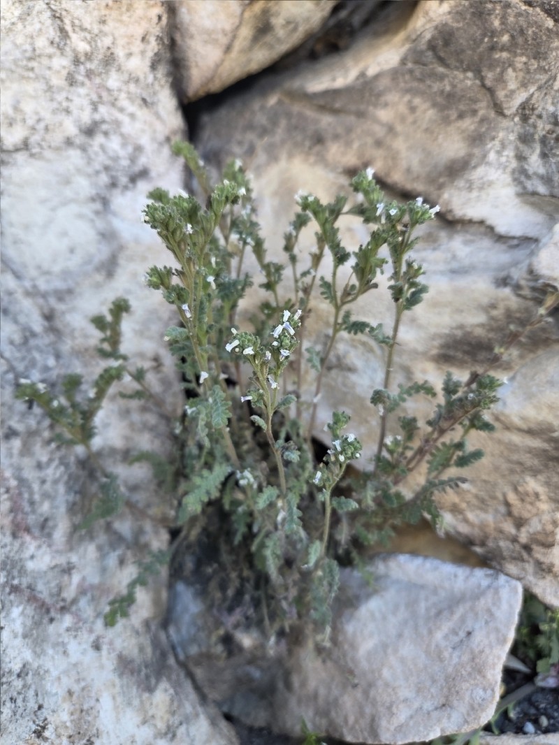 Limestone Phacelia photo 2