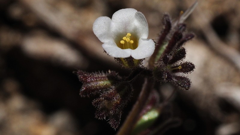 Limestone Phacelia photo 3