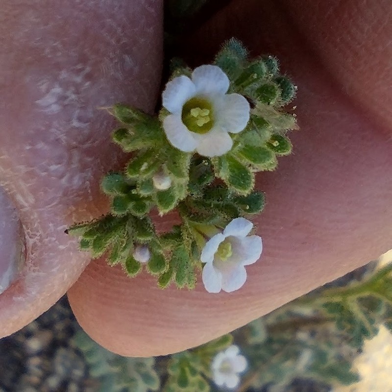 Limestone Phacelia photo 4