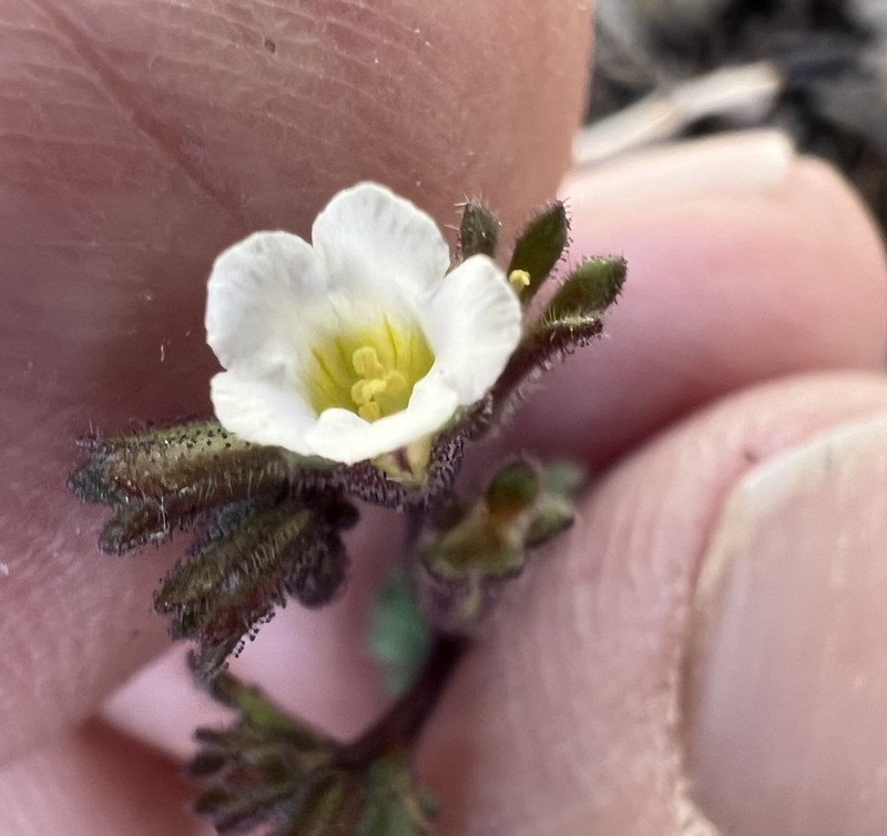 Limestone Phacelia photo 5