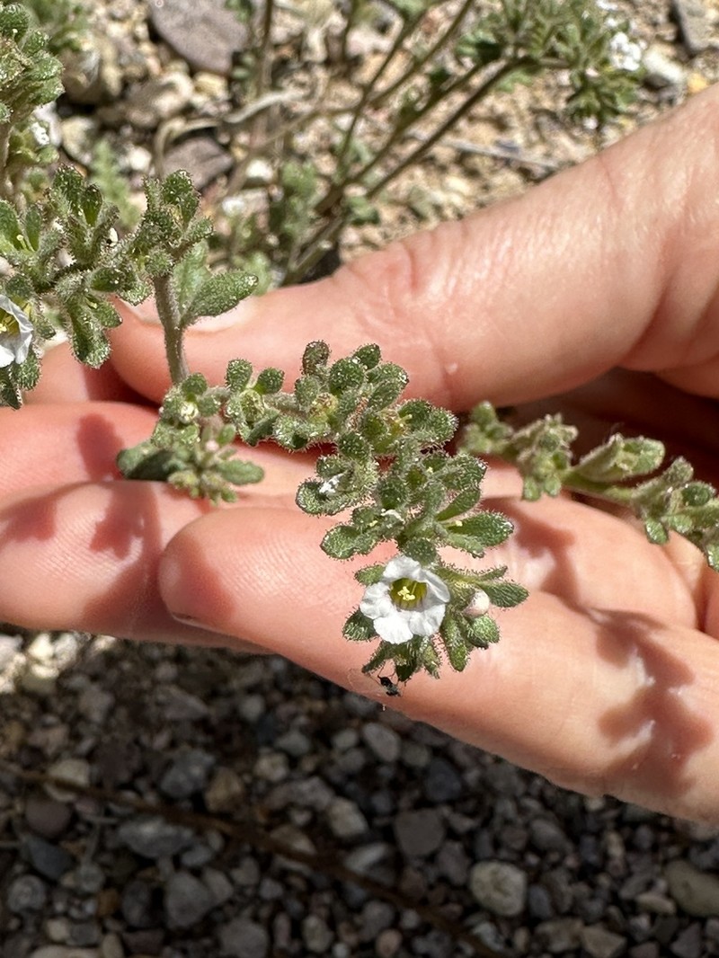 Limestone Phacelia photo 6