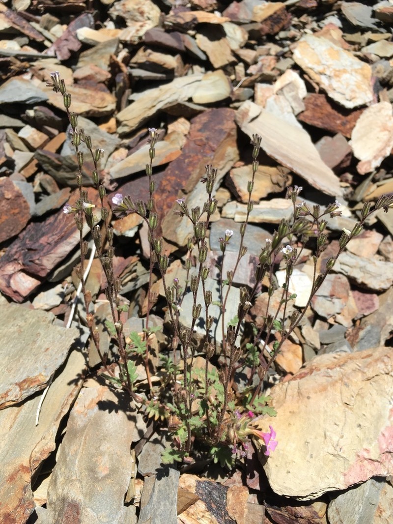 Limestone Phacelia photo 7