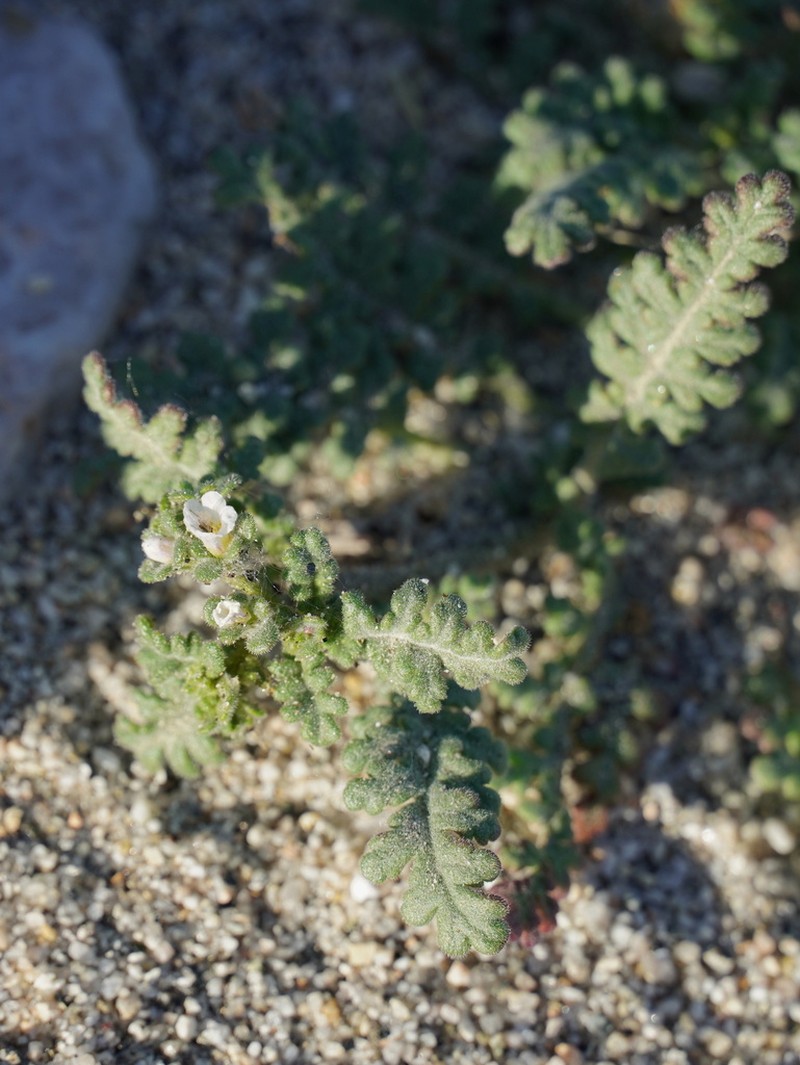 Limestone Phacelia photo 8