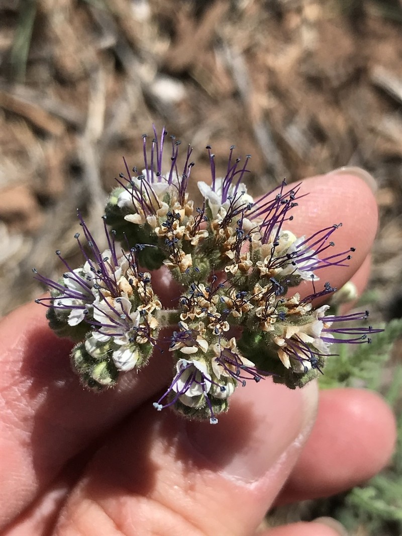 White Phacelia