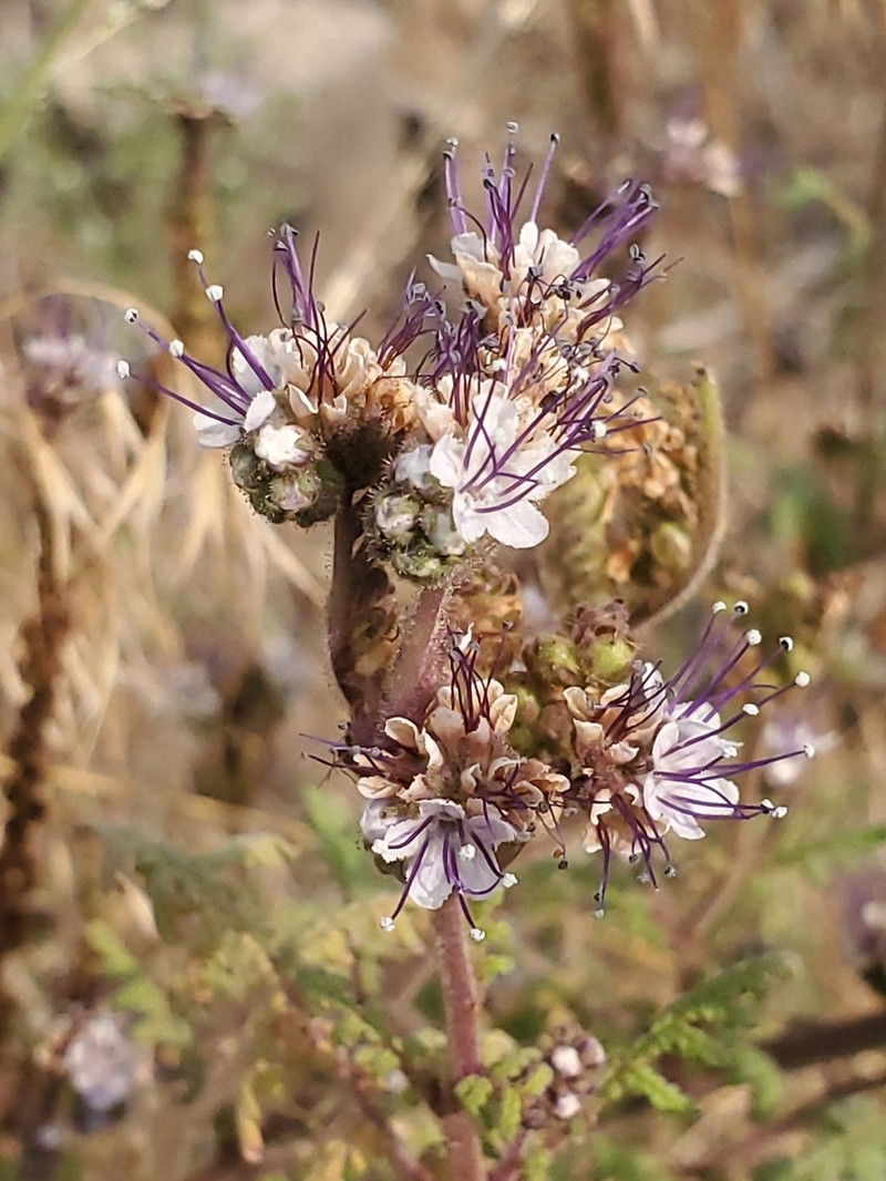 White Phacelia photo 2