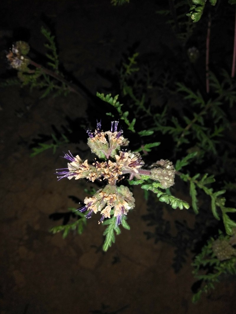 White Phacelia photo 4