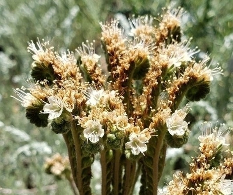 White Phacelia photo 5