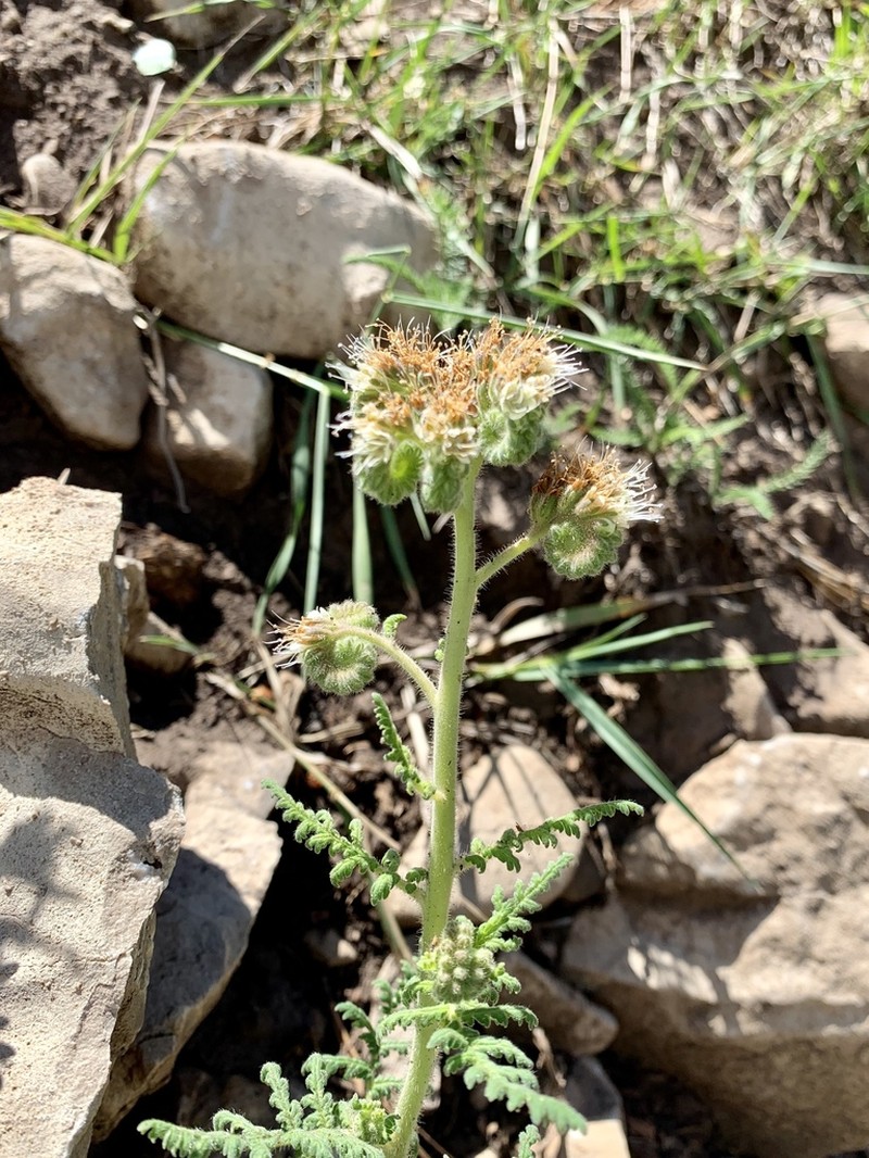 White Phacelia photo 6