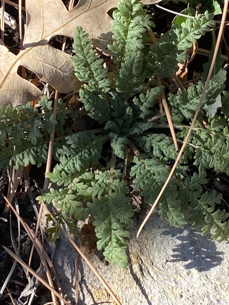 White Phacelia photo 7