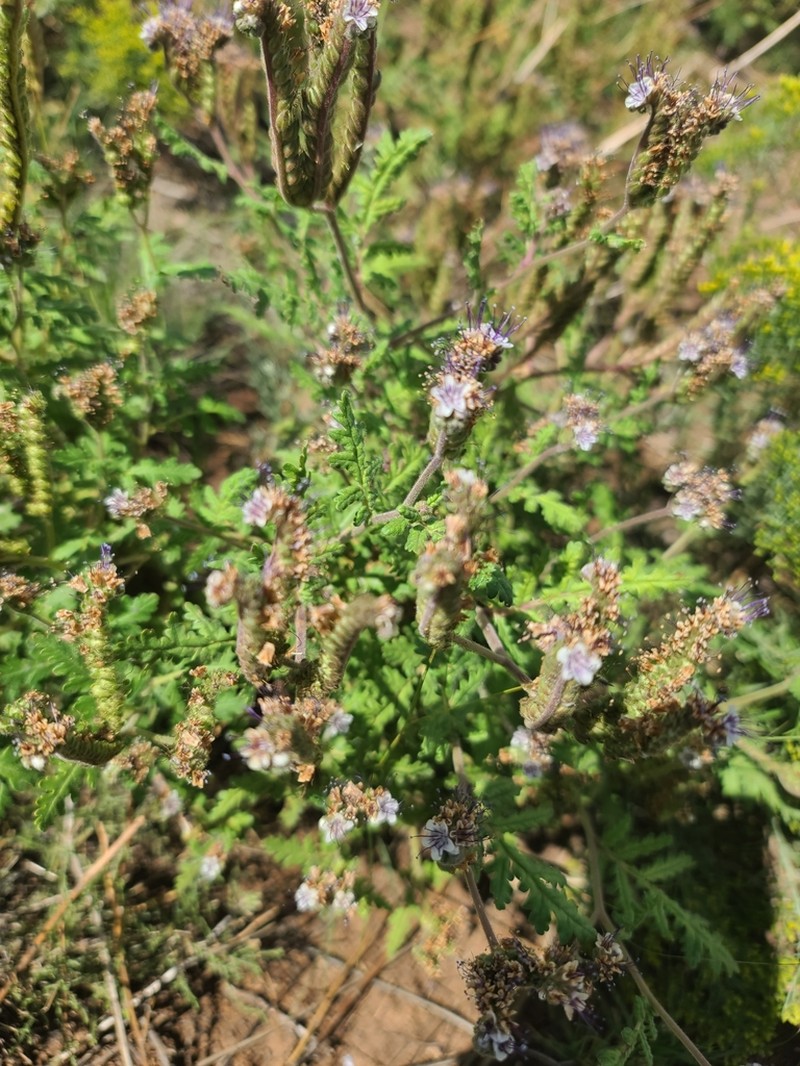 White Phacelia photo 8
