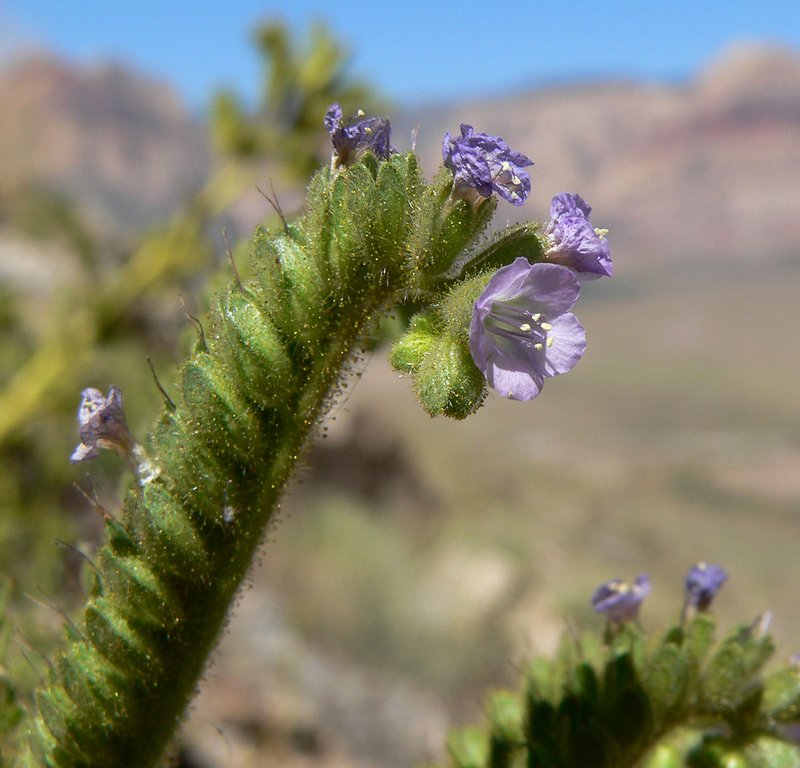 Aven Nelson'S Phacelia