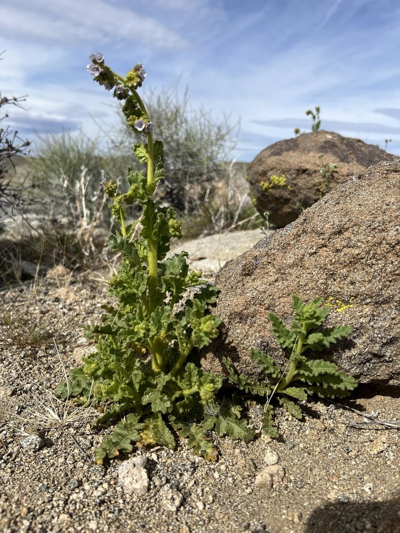 Aven Nelson'S Phacelia photo 2