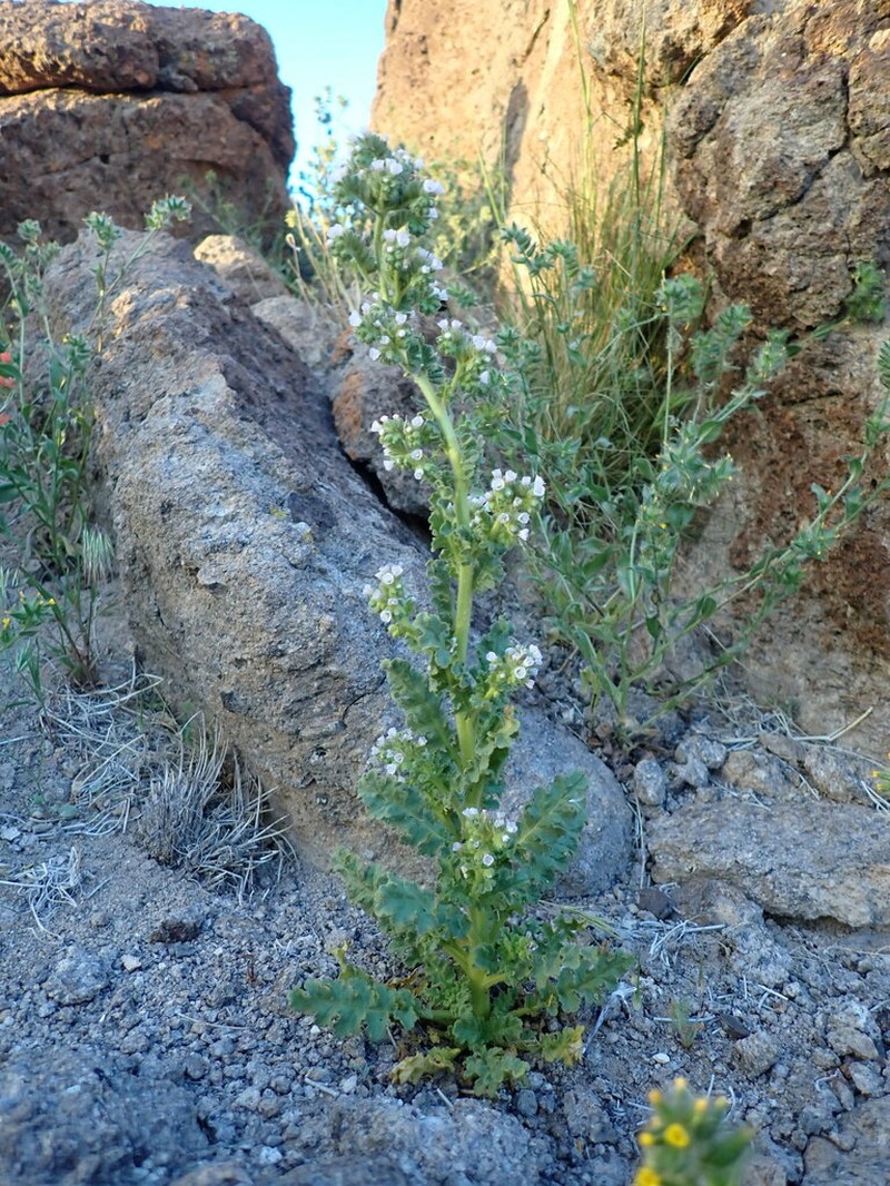 Aven Nelson'S Phacelia photo 3