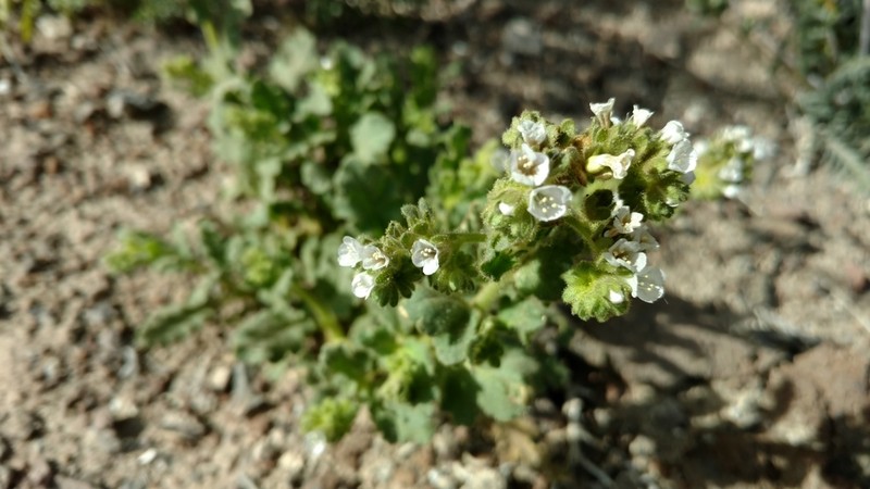 Aven Nelson'S Phacelia photo 4