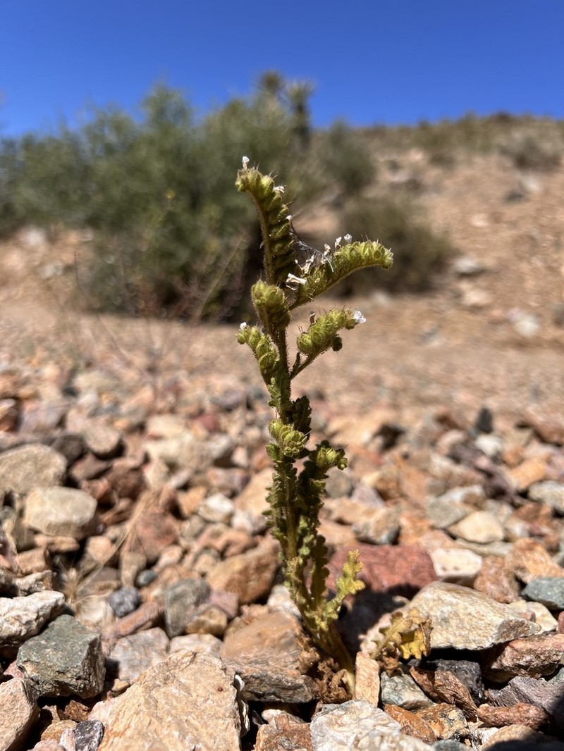 Aven Nelson'S Phacelia photo 5