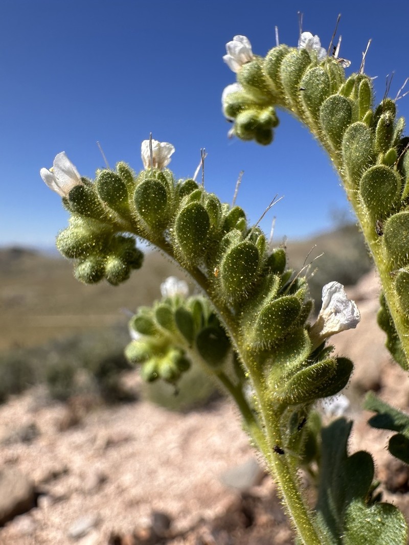 Aven Nelson'S Phacelia photo 6