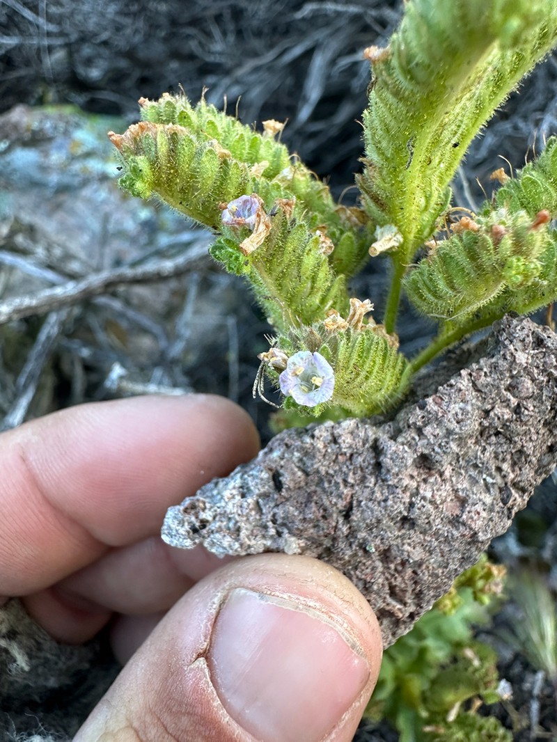 Aven Nelson'S Phacelia photo 7